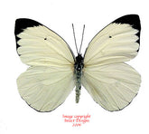 Ascia buniae (Peru)
